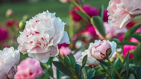 Growing Peonies - Tips and Tricks for Bigger Blooms - DayDayNews