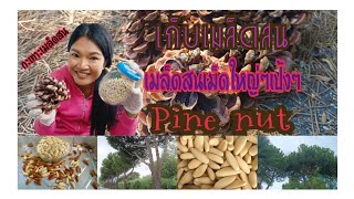 ลูกสน เมล็ดสน ถั่วเมล็ดสน เก็บเมล็ดสนกะเทาะในอิตาลี🇮🇹 Pine nut (i pinoli 🇮🇹)