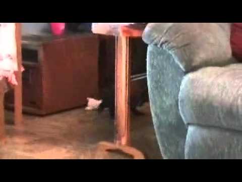 Mattie- doodle معنى