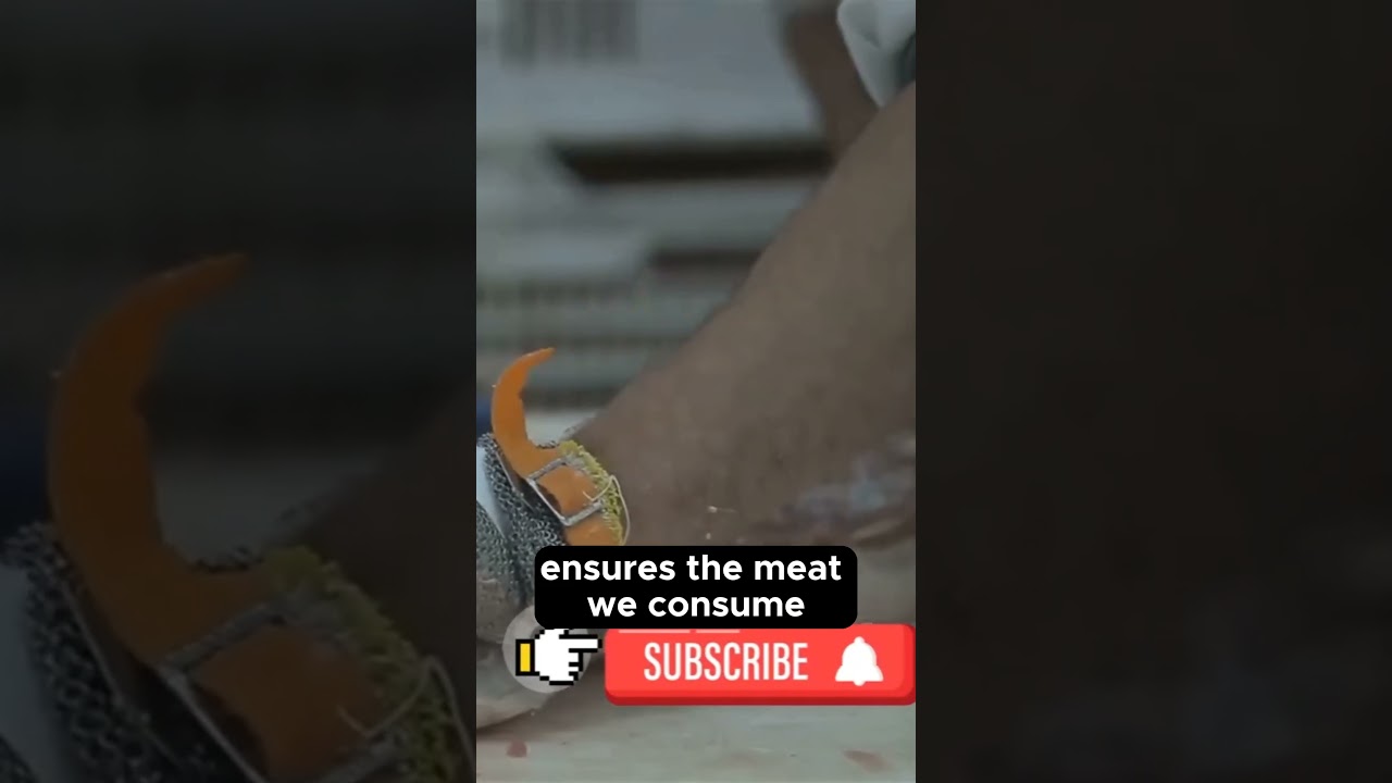 The Journey of Meat  From Field to Fork 