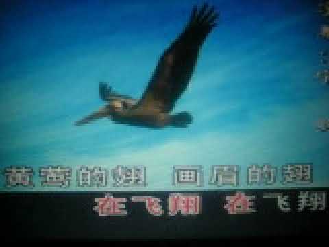 鸟  翅【WB】（甫人---李谷一）2022 5 30