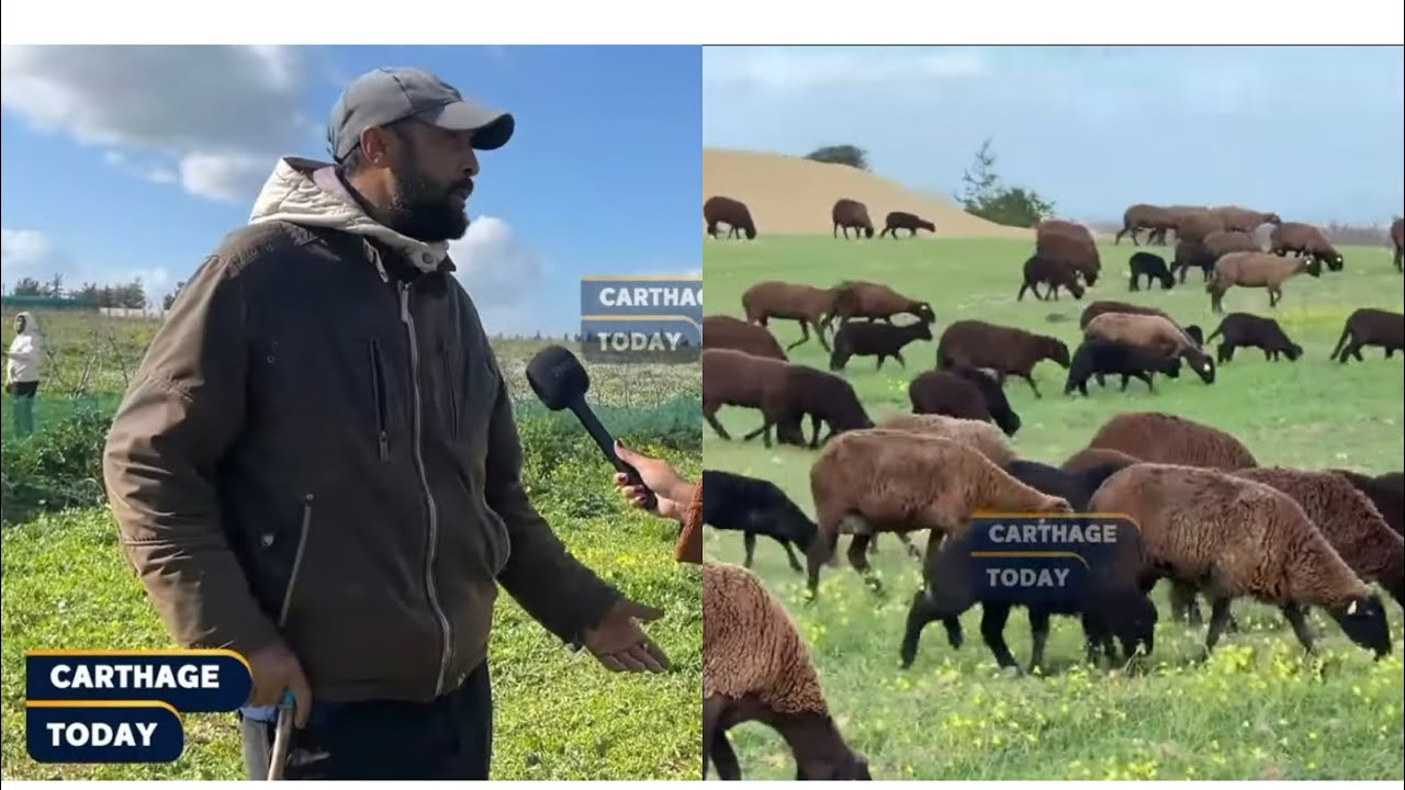 برج العامري : جودة اللحوم علوش تيبار احسن من العلوش العادي و من غير شحم🥩🐏🐑