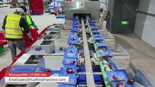 Celebrity 99.5% Accuracy Onion Weight Sorting Machine For Packaging Efficiency Net Worth