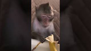 How a monkey eats a banana #monkey #banana #shots #bangladesh