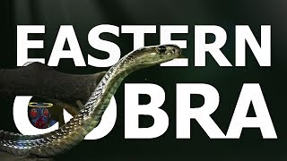 Eastern Cobra Mesney6