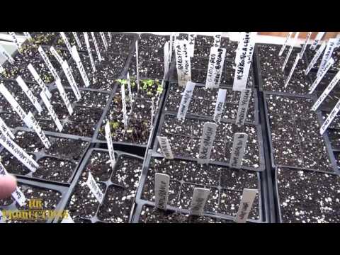 Video: Орач тоо шпинаты - Орач өсүмдүктөрүн жыйноо жөнүндө маалымат