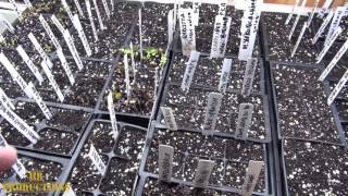 ⟹ Vegetable seed starts | leeks, peppers, tomatoes, carrots | Gardening 2017