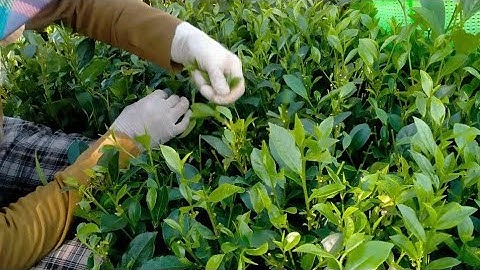 Địa chỉ bán trà móc câu tân cương thái nguyên giá chỉ 399k