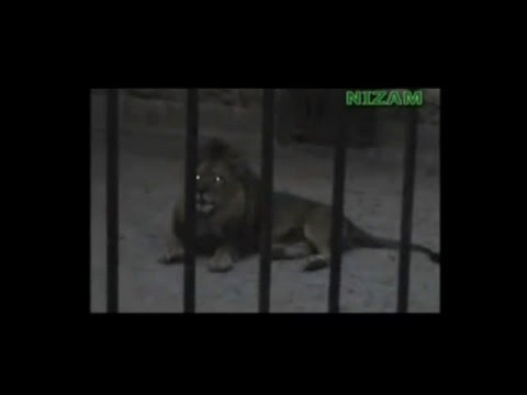 ლომი ამბობს ალლაჰს!