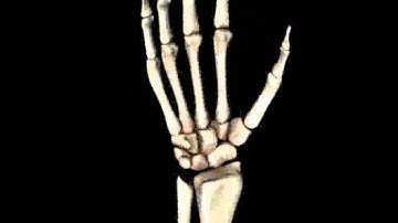 Bones of the Hand Medically Accurate 3d Model 3D model from CGTrader.com