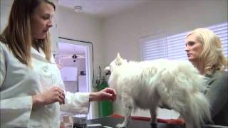 Veterinary Acupuncture - Dr. Cara Brannigan