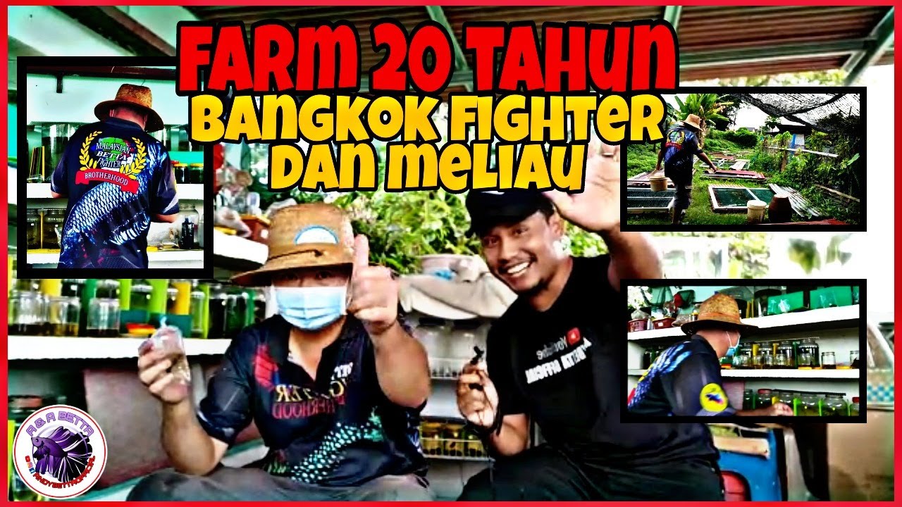TERJAH MASTER LEE//FARM BERUSIA 20TAHUN//BREEDER KENTAL BANGKOK FIGHTER DAN MELIAU‼️
