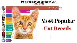 The Most Popular Cat Breeds in America