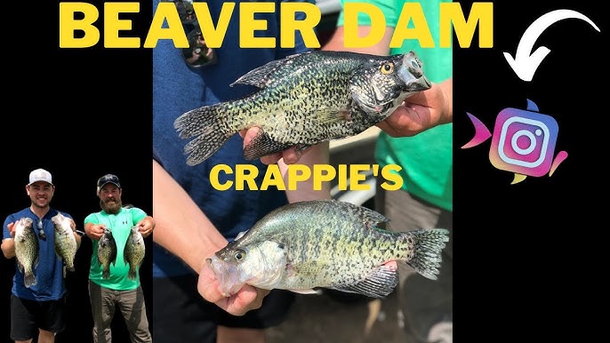 MidWest Outdoors TV Show #1571 - Panfish on Beaver Dam Lake in Wisconsin  with the Chena Bait Crew 