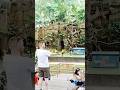 #birdshow #cebusafariandadventurepark #freeflight #sunconures 02-03-2026