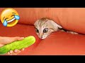 Try Not To Laugh 😂 Funny Cat Videos 2023 😍 Funniest Animal Videos | Part 4