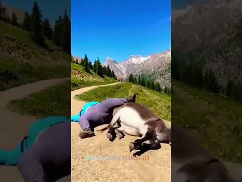 يا نهار أبيض لما الحمار يقرر يستقيل ضحك حيوانات 