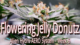 Flowering Jelly Donutz In The Alien Hydro AERO System, Week 6