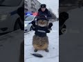 #кот #полиция #cat #police #viral