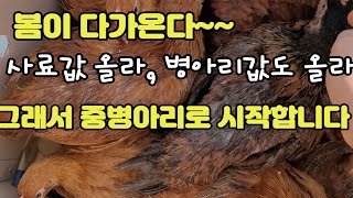 부화장의 병아리와 닭 사료 가격이 작년보다 인상폭 얼마일까? 시골에서 닭 키우기