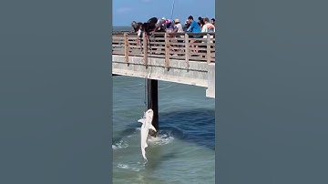 Thumbnail of 🤯 I SAW THE CRAZIEST CATCH EVER FROM FISHING PIER! SUBSCRIBE FOR MORE 🎣#Shorts