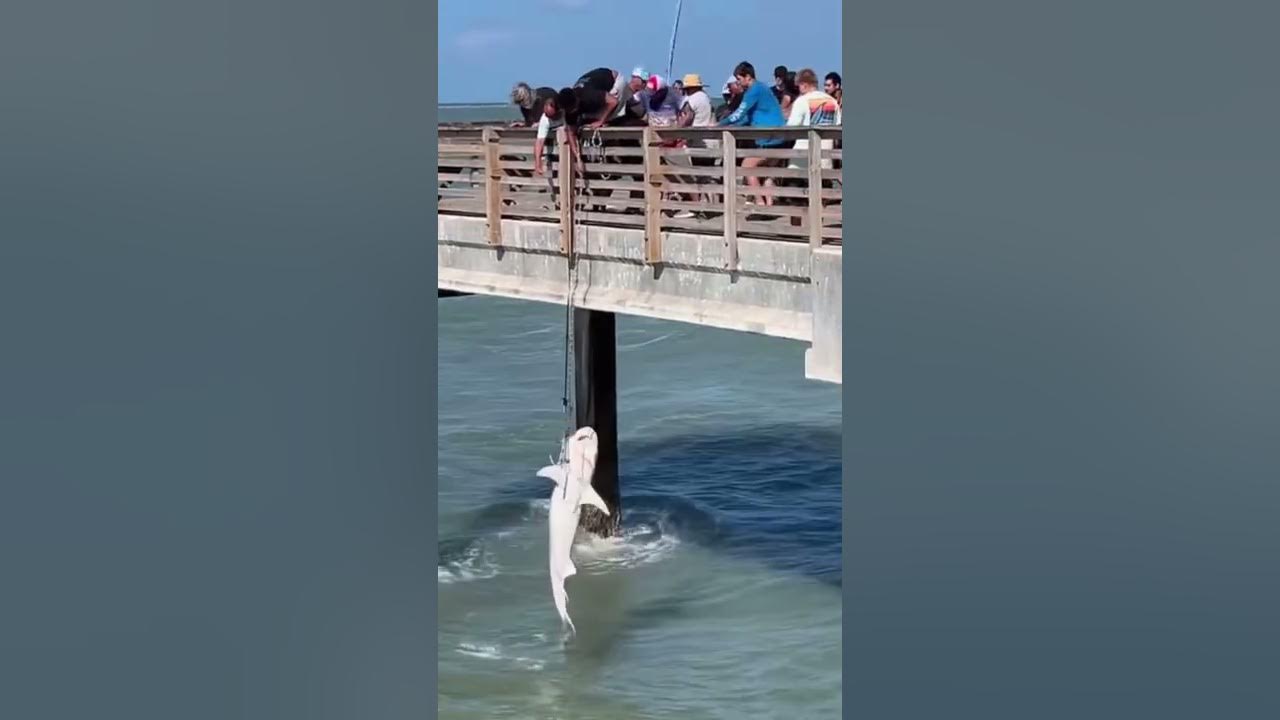 🤯 I SAW THE CRAZIEST CATCH EVER FROM FISHING PIER! SUBSCRIBE FOR MORE 🎣#Shorts