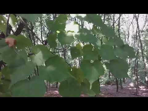 В поисках самой большой липы региона:)