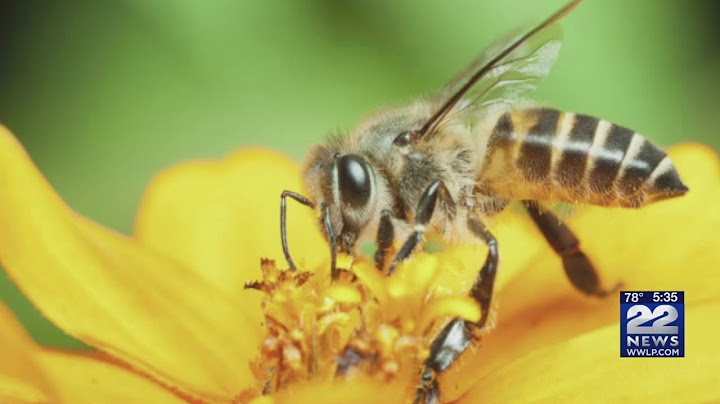 How to keep bees, wasps away from your home