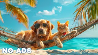24 Hours Anti Anxiety Music for Dog And Cat 🐶 Stress Relief Music For Pets ♬ Calming Music Piano
