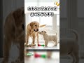 やさいしわんこが良くする行動3選