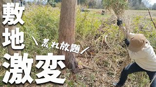 【古民家再生227】超スッキリ!古民家周りの笹を刈りまくる藤のツルからの救出  Restoration of old houses and country life