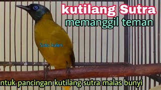 Suara Panggilan Kutilang Sutra Untuk Memancing Tilang Lain Biar Ikut Bunyi Suara Panggilan Kutilang Sutra Untuk Memancing Tilang Lain Biar Ikut Bunyi