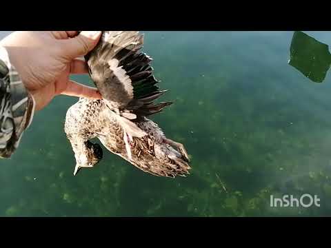صيد البط الشرشير Duck Hunting