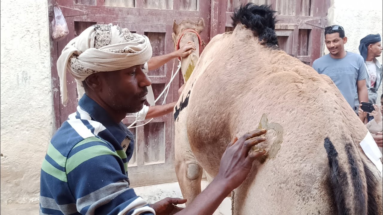 مشاهد من تزين وحناء الجمال قبل يوم واحد من الإنطلاقة إلى شعب نبي الله هود 