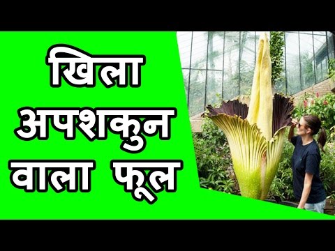 Video: Amorphophallus Titanic (18 Photos): Features Of A Giant Flower, Interesting Facts, Where It Grows