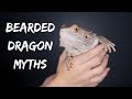 BEARDED DRAGON MYTHS! these facts may surprise you...