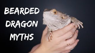 BEARDED DRAGON MYTHS! these facts may surprise you...