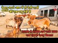 25000 से 35000 दाम वाली 2000 गाय एक ही जगह बिकाऊ। 2000 desi breed cows for sale at One point