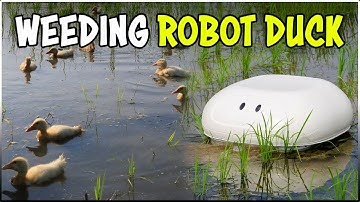 This ROBOT DUCK keeps Rice/Paddy fields clear of weeds | Amazing Agriculture Technology