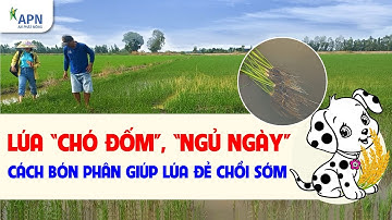APN - CÁCH CHĂM SÓC RUỘNG 2 TUỔI LÚA - CÁCH BÓN PHÂN GIÚP LÚA ĐẺ NHÁNH SỚM - ĐÔNG XUÂN 2024 | 2