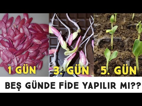 Beş Günde Tohum Çimlendirme, Tohum Nasıl Çimlendirilir