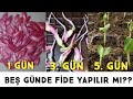 Beş Günde Tohum Çimlendirme, Tohum Nasıl Çimlendirilir