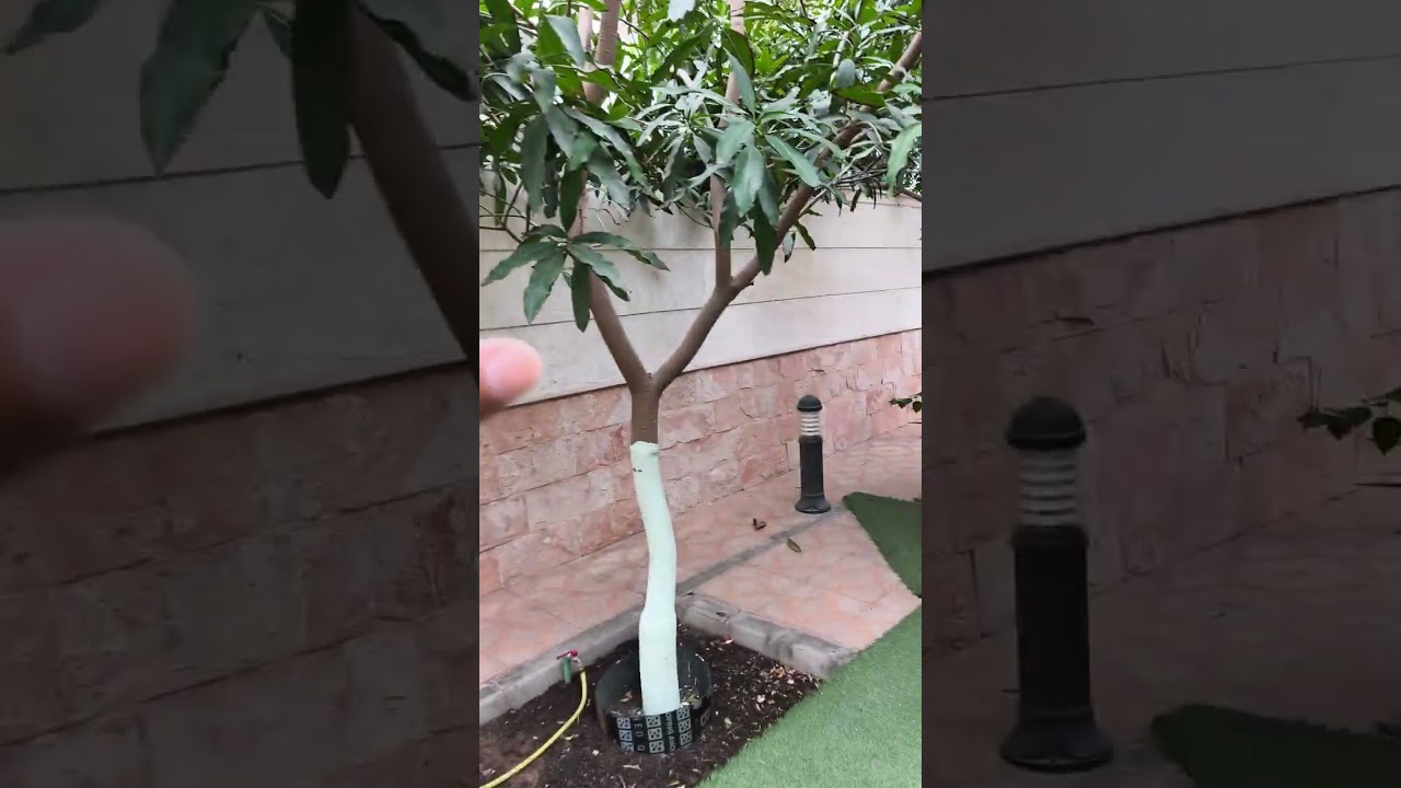  انواع و اقسام  التسميد 25/01/2026