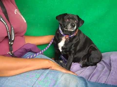 pug dog A4456252 Emma 1