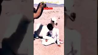 عجائب غرائب أغرب معلومات حيوانات مواقف طرائف مضحكه جديد فيديوهات قصة حقيقية الجمل الإبل البعير camel