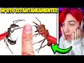 MORSO DALL’INSETTO PIÙ PERICOLOSO DEL MONDO!! *500 FORMICHE*!!