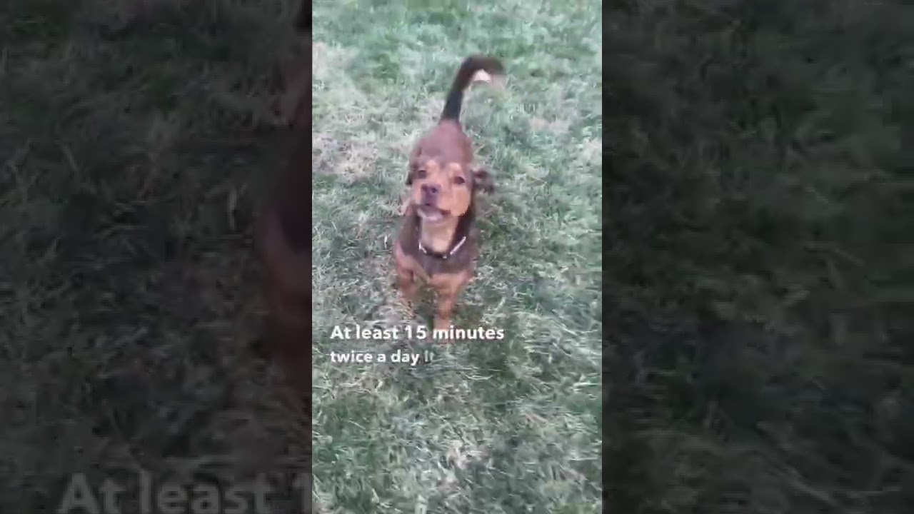 Dog Training Tips - Let’s Play Outside #shorts