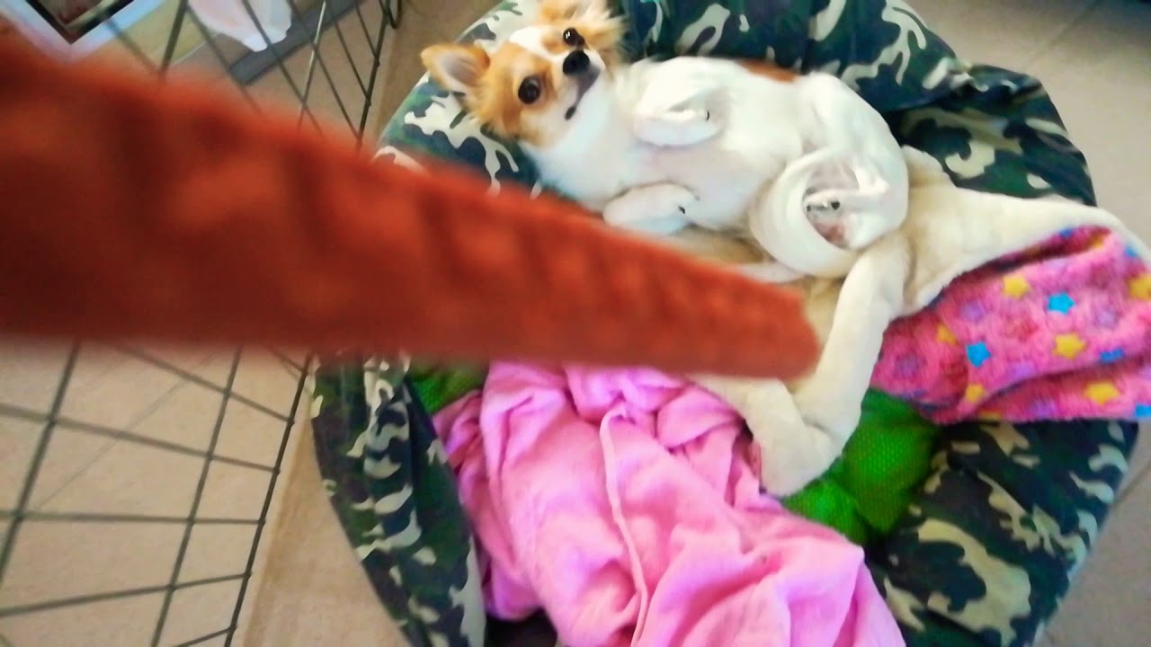 ąø้ąøąøąøąø²ąø«ąø²ąø£ąø«ąø”ąø² ąø่ารัąøą¹ /Feed little cute Chihuahua - YouTube
