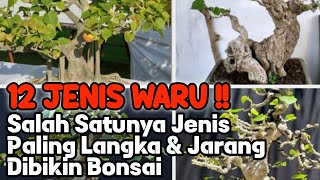 🔴 Ada 12 Jenis Waru Di Dunia - Salah Satunya Dari Nusantara !!