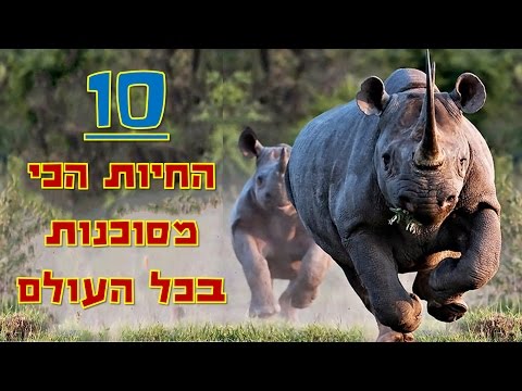 10 החיות הכי מסוכנות בכל העולם!! | קצת מידע